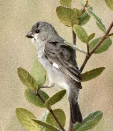 Plumbeous Seedeater - Connie Lintz