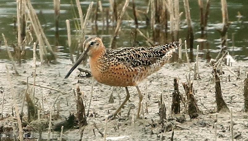 Short-billed Dowitcher - Mark  Ludwick