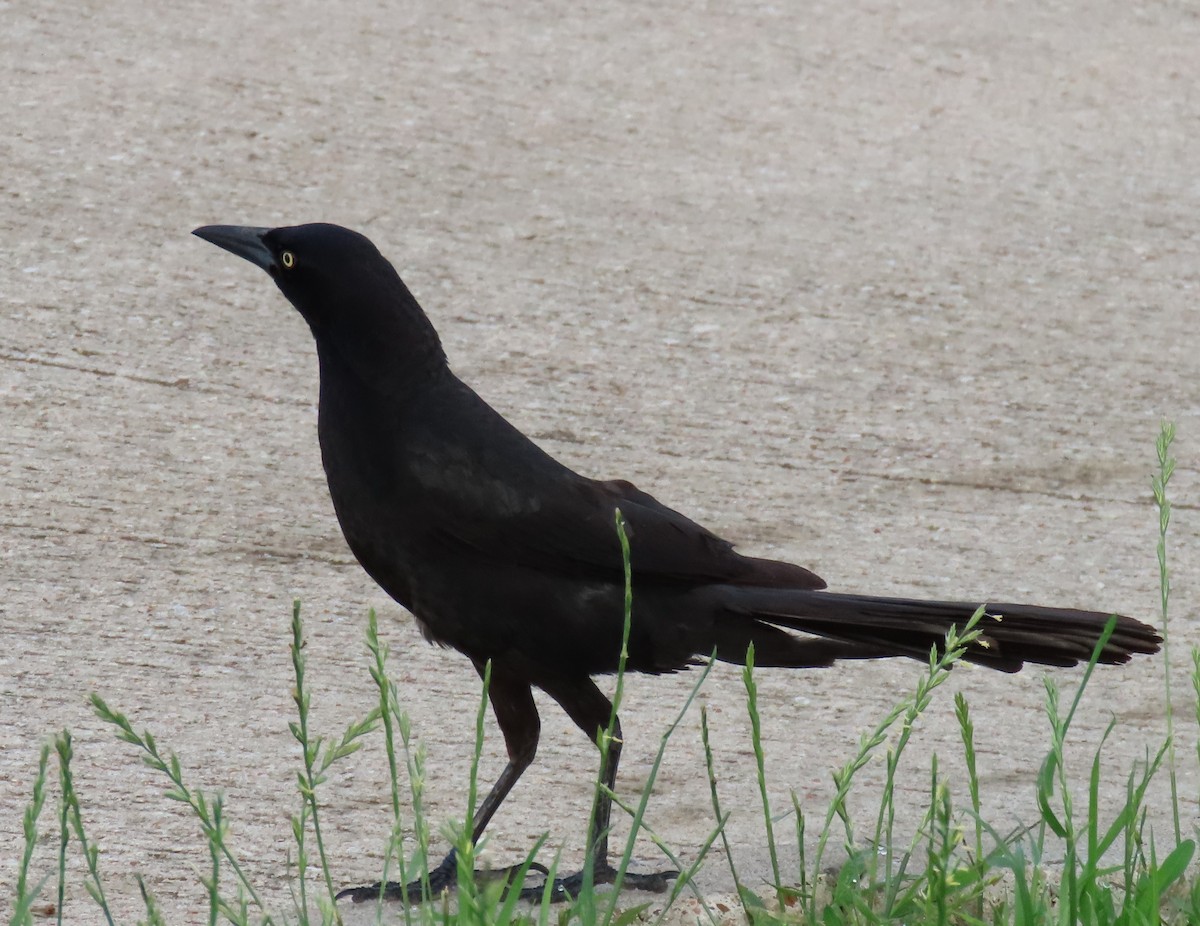 Great-tailed Grackle - ML342239491