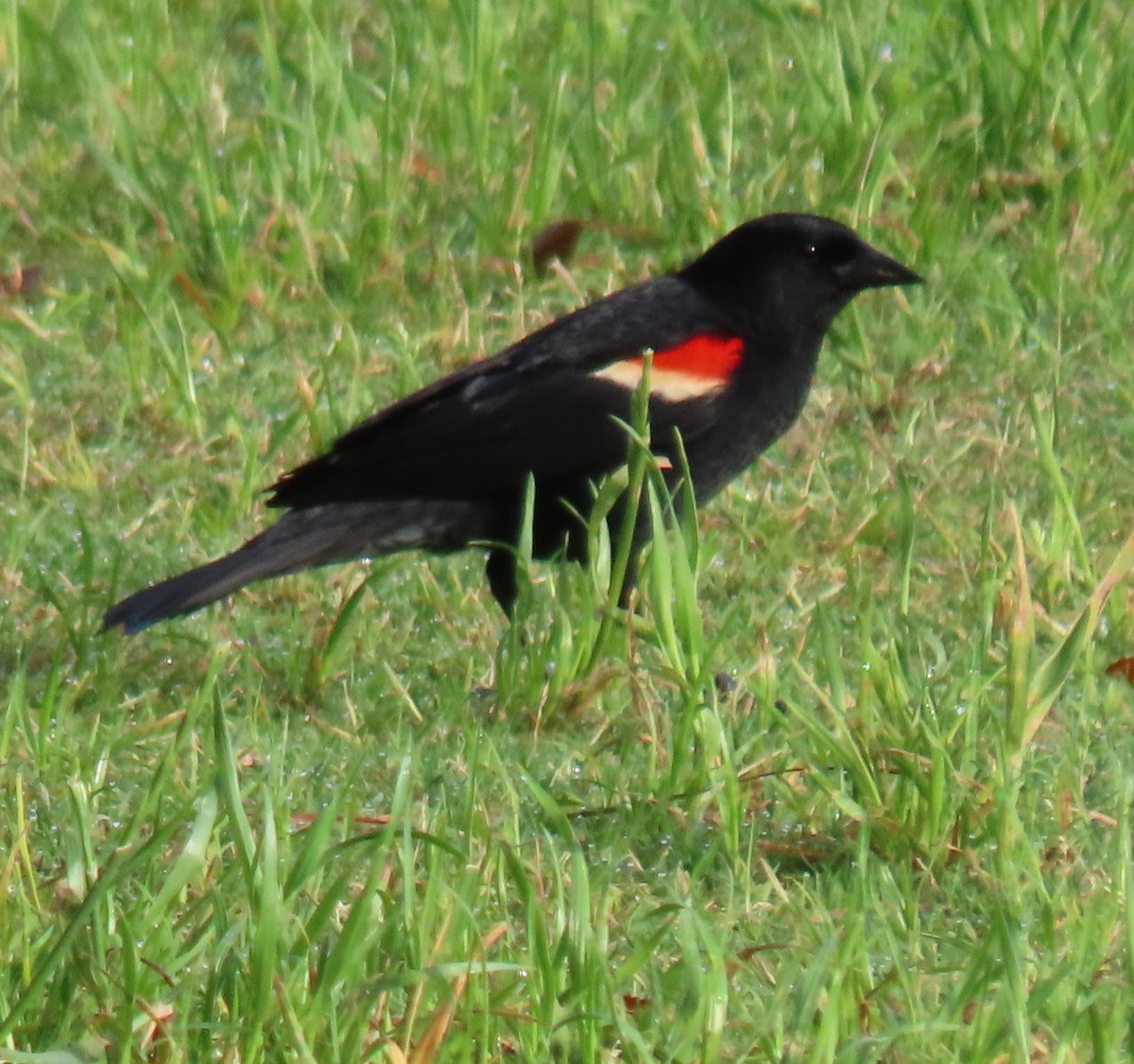 Red-winged Blackbird - ML342239501