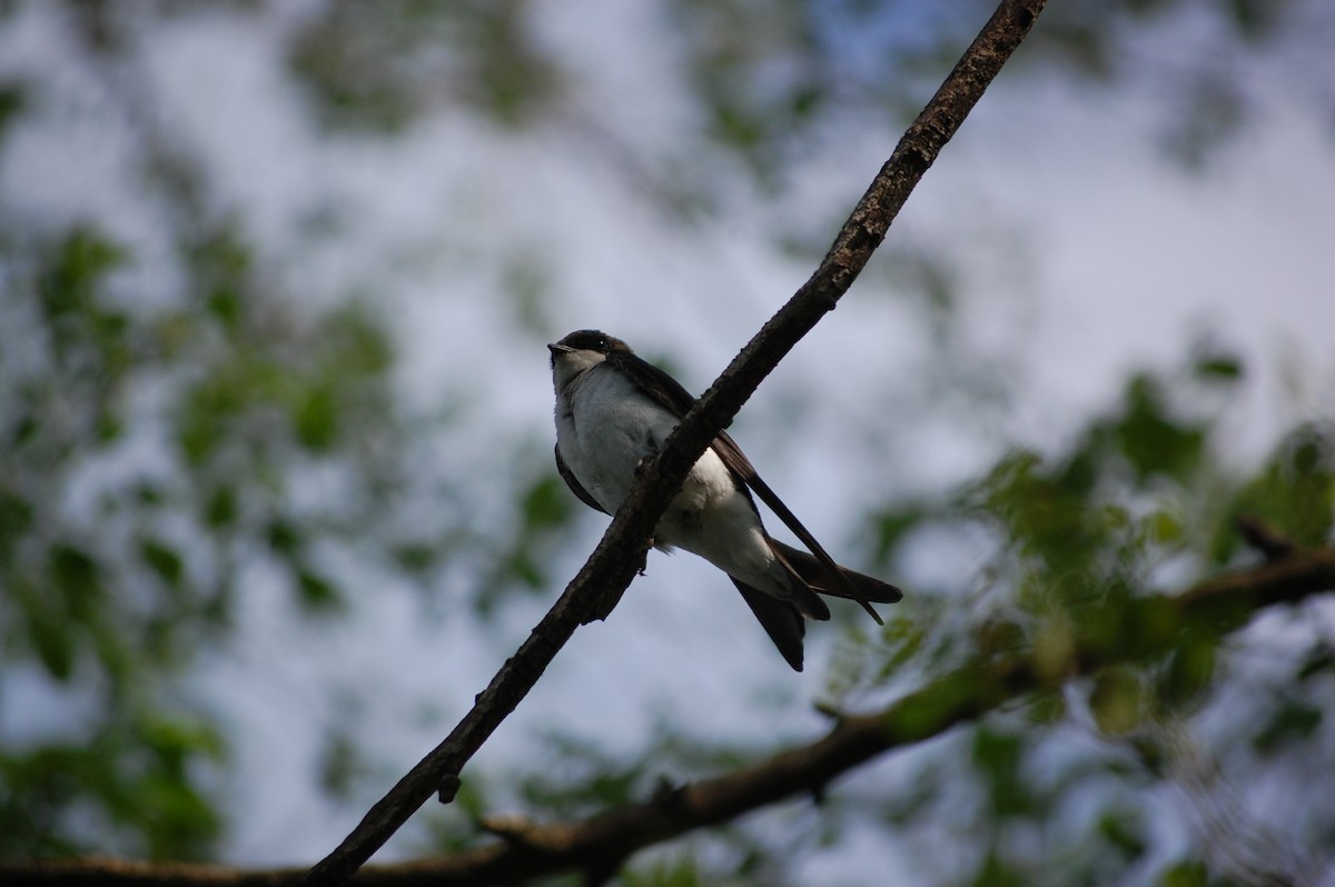 Tree Swallow - Alexandre Bruyere