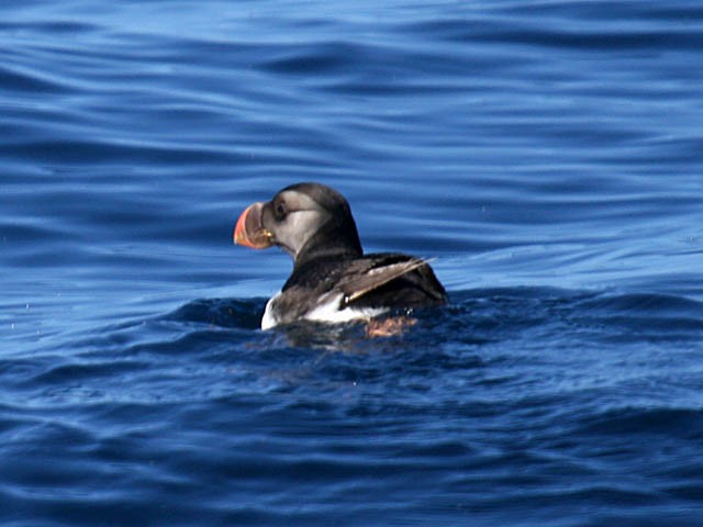 Horned Puffin - ML34224531