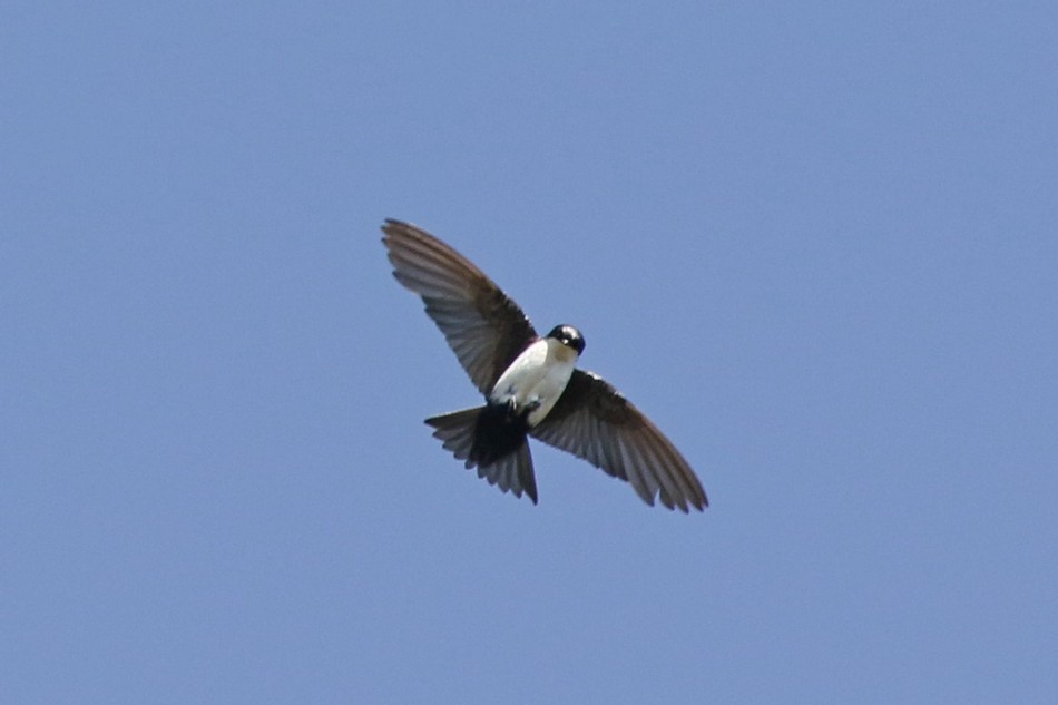 Blue-and-white Swallow - ML342248331