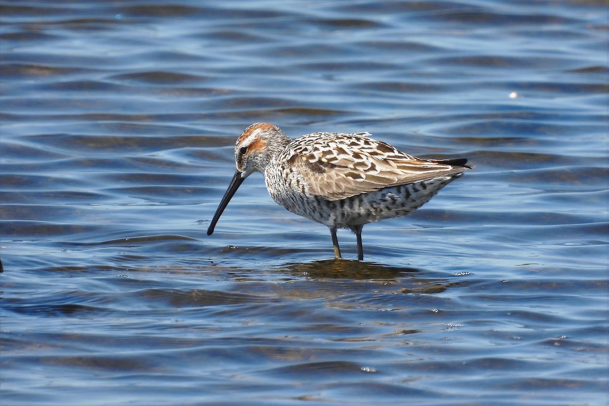 eBird Checklist 5 May 2021 Merritt Island NWRBlack Point Wildlife