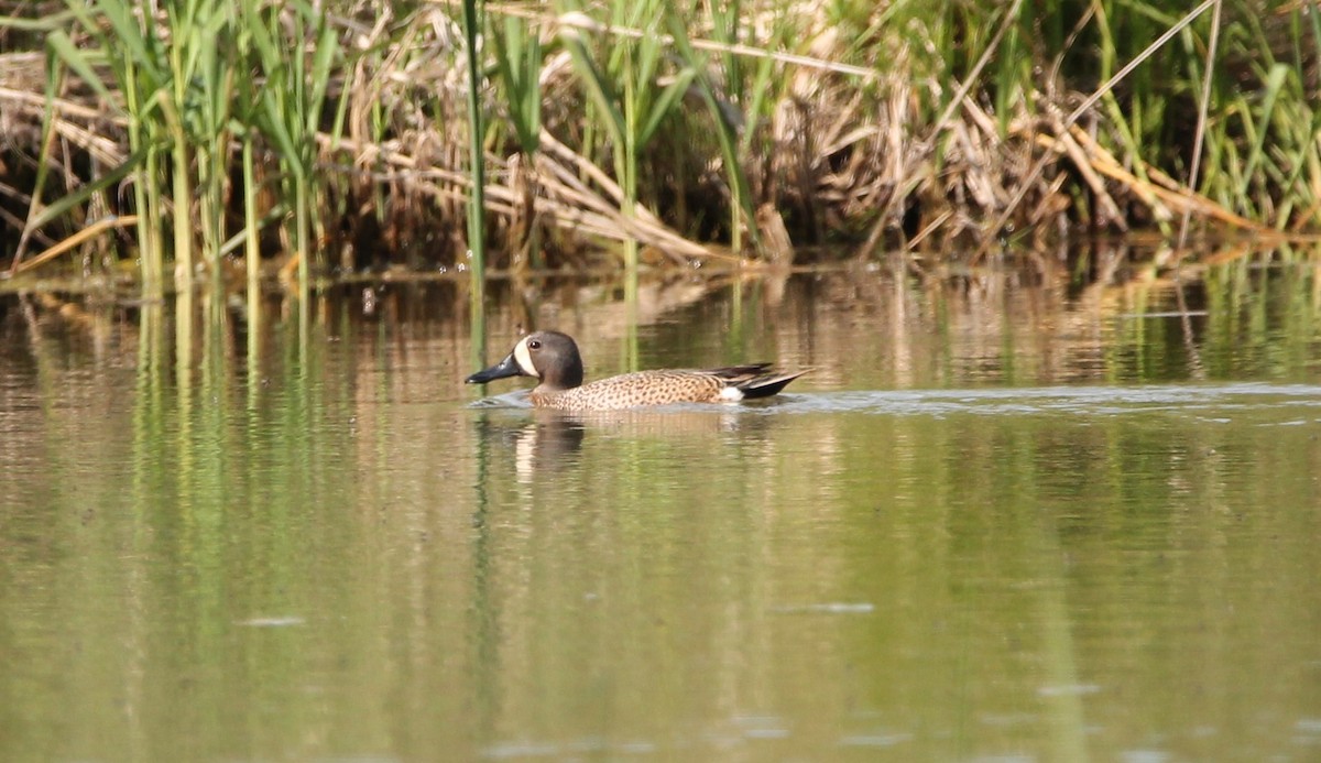 Blue-winged Teal - ML342257911