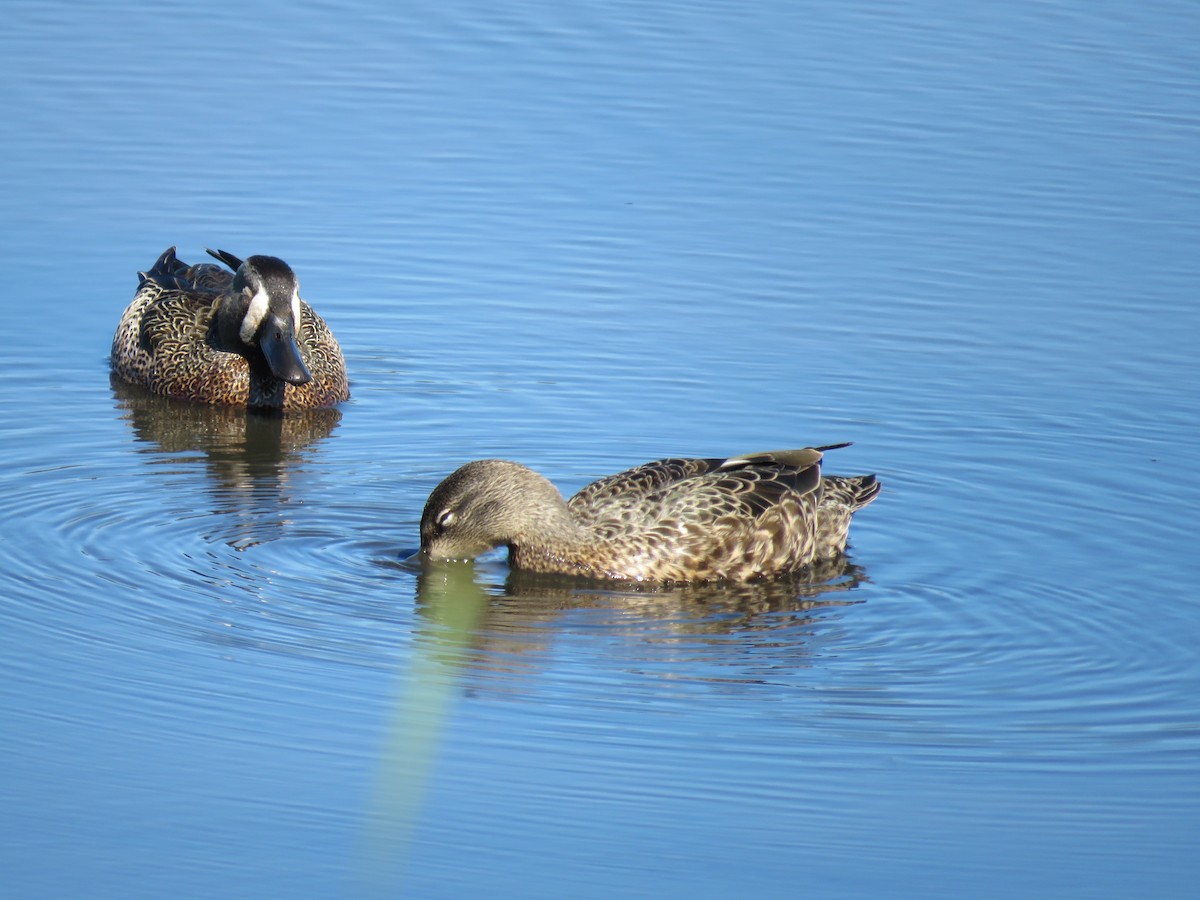 Blue-winged Teal - ML342259671