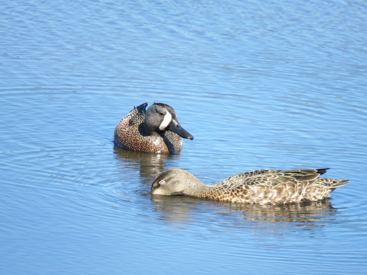 Blue-winged Teal - ML342259691