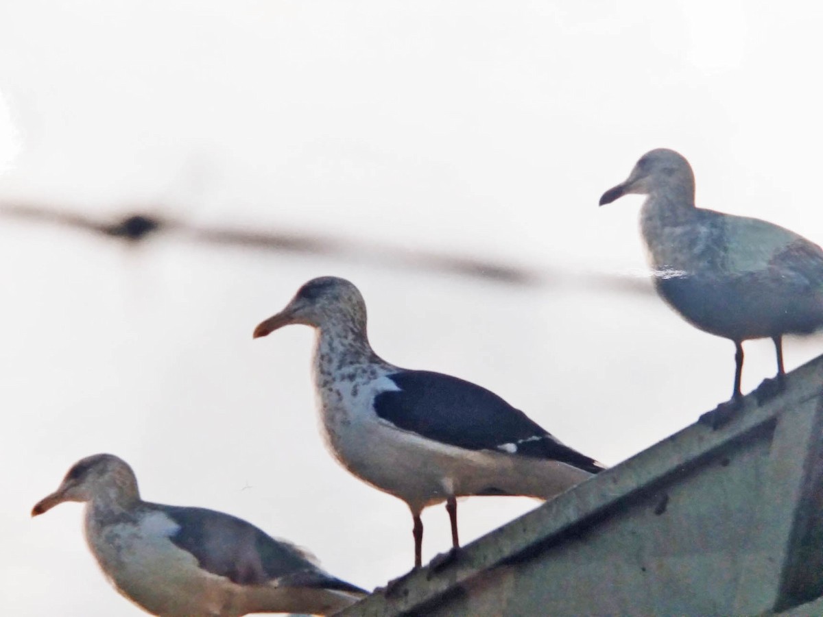 eBird Checklist 23 Jan 1995 Pellet Plant Sauvie Island 6