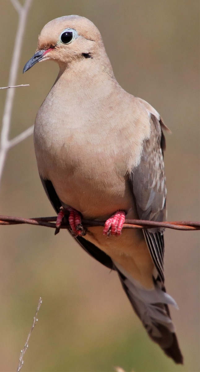 Mourning Dove - Barry Spolter