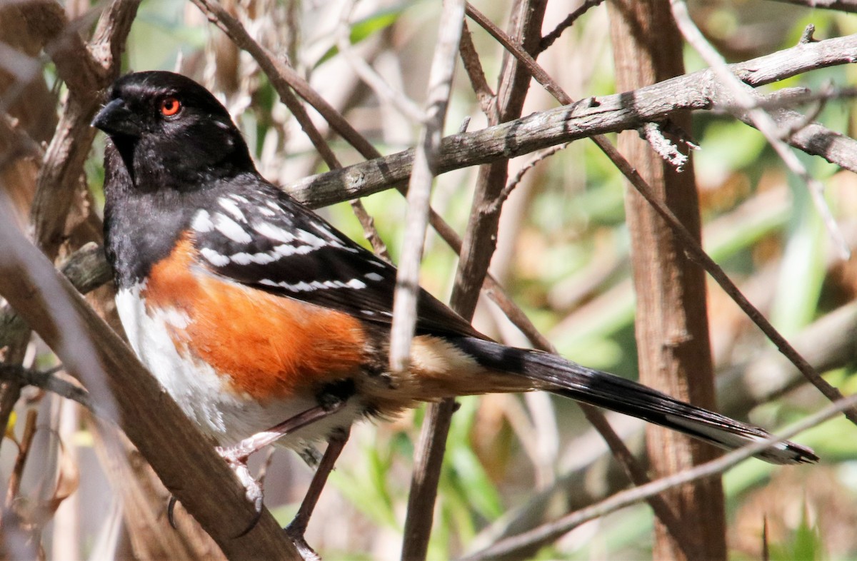 Spotted Towhee - Barry Spolter