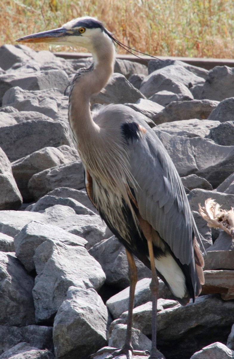 Great Blue Heron - Barry Spolter