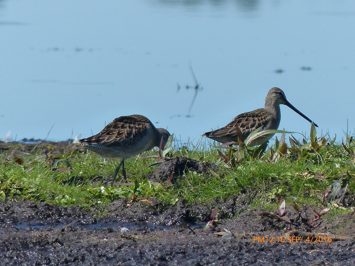 Long-billed Dowitcher - ML34226871