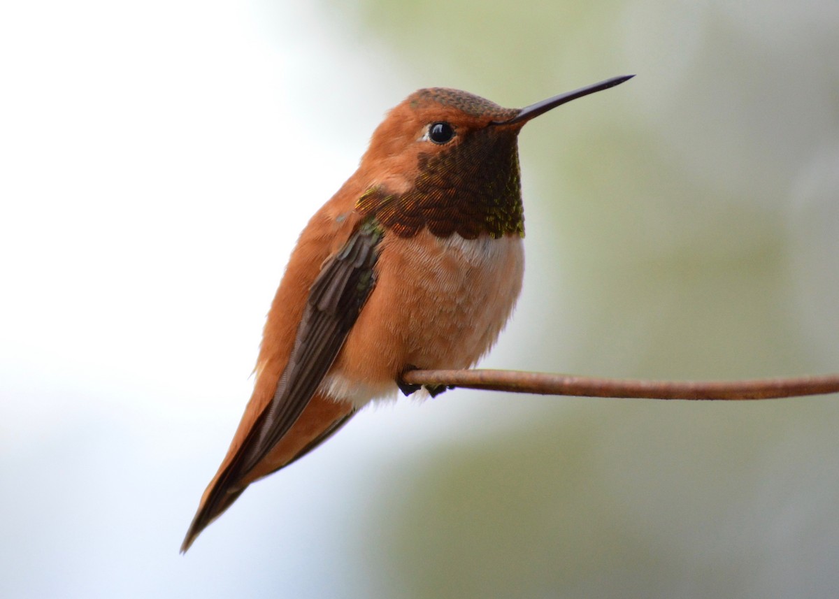 Rufous Hummingbird - ML342269021