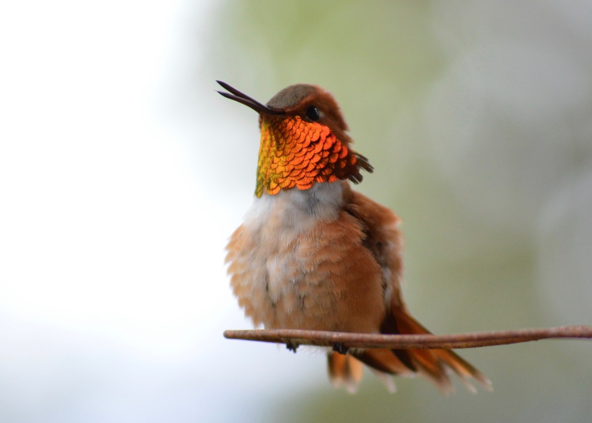 Rufous Hummingbird - ML342269041