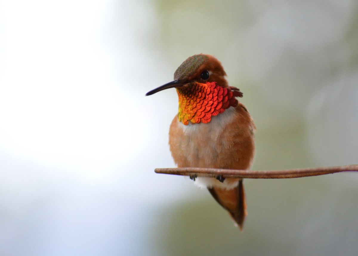 Rufous Hummingbird - ML342269061