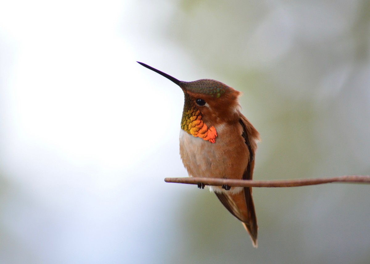 Rufous Hummingbird - ML342269101