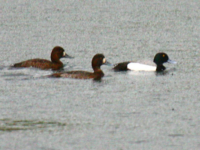 Greater Scaup - ML34226971