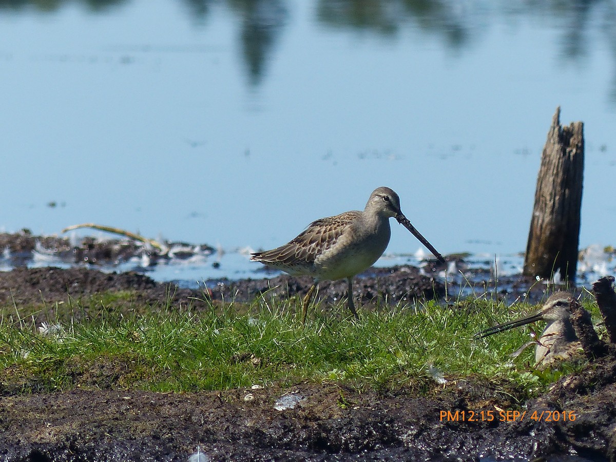 Long-billed Dowitcher - ML34227011