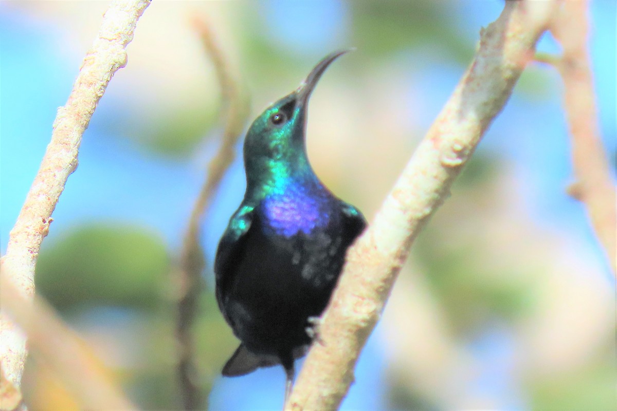 Violet-breasted Sunbird - ML342270751