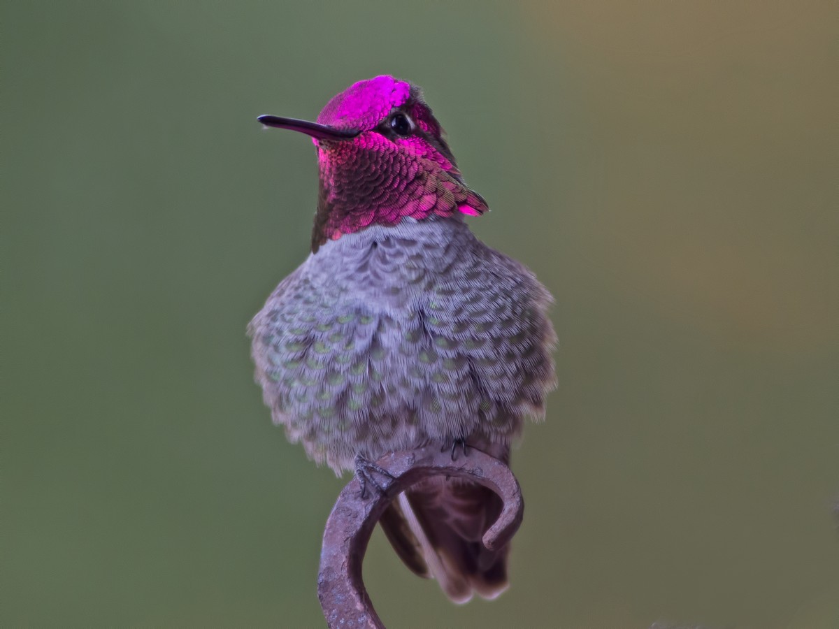 Anna's Hummingbird - Glenn Kincaid