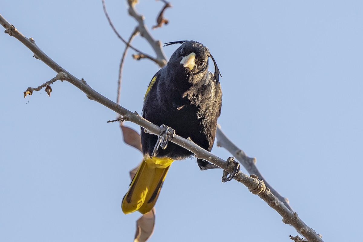Yellow-winged Cacique - ML342284131