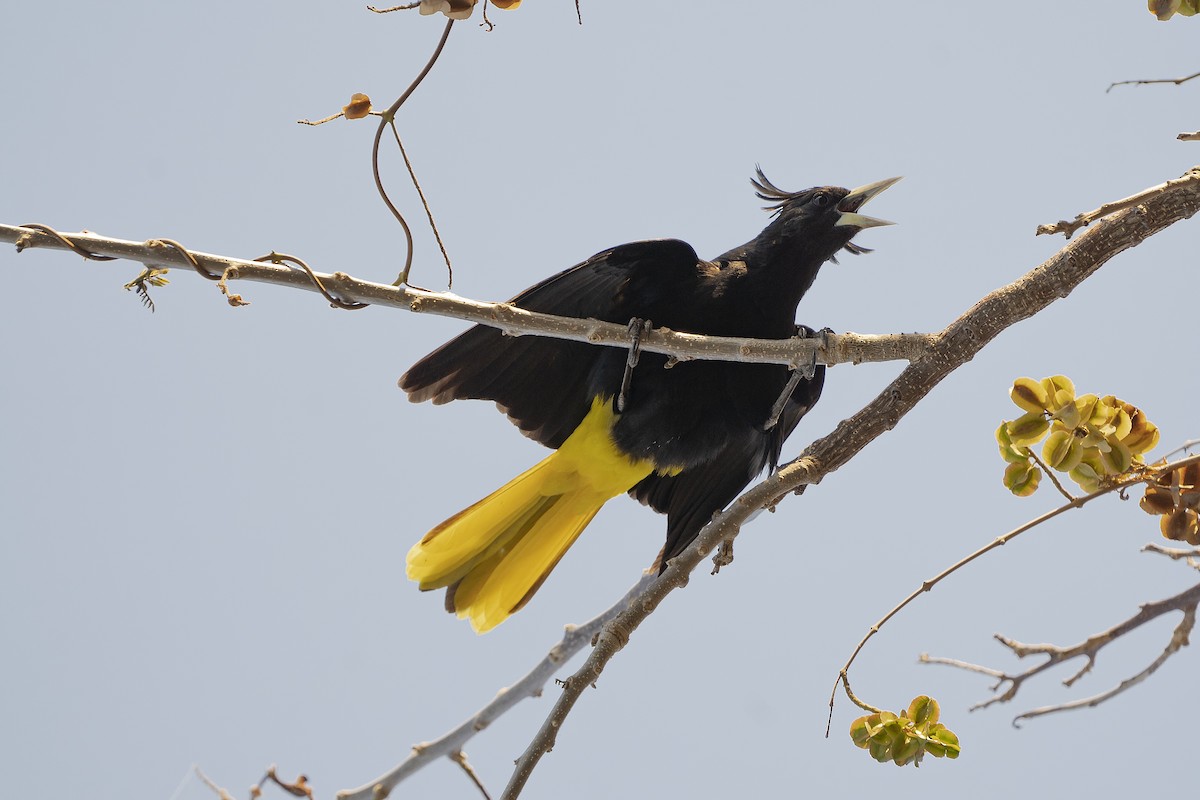 Yellow-winged Cacique - ML342284171