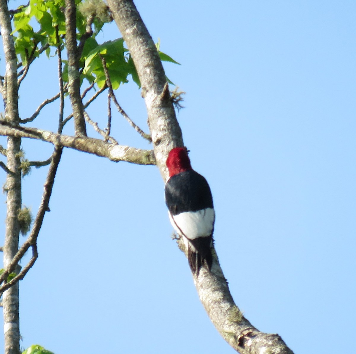 Red-headed Woodpecker - Jerome Schwartz