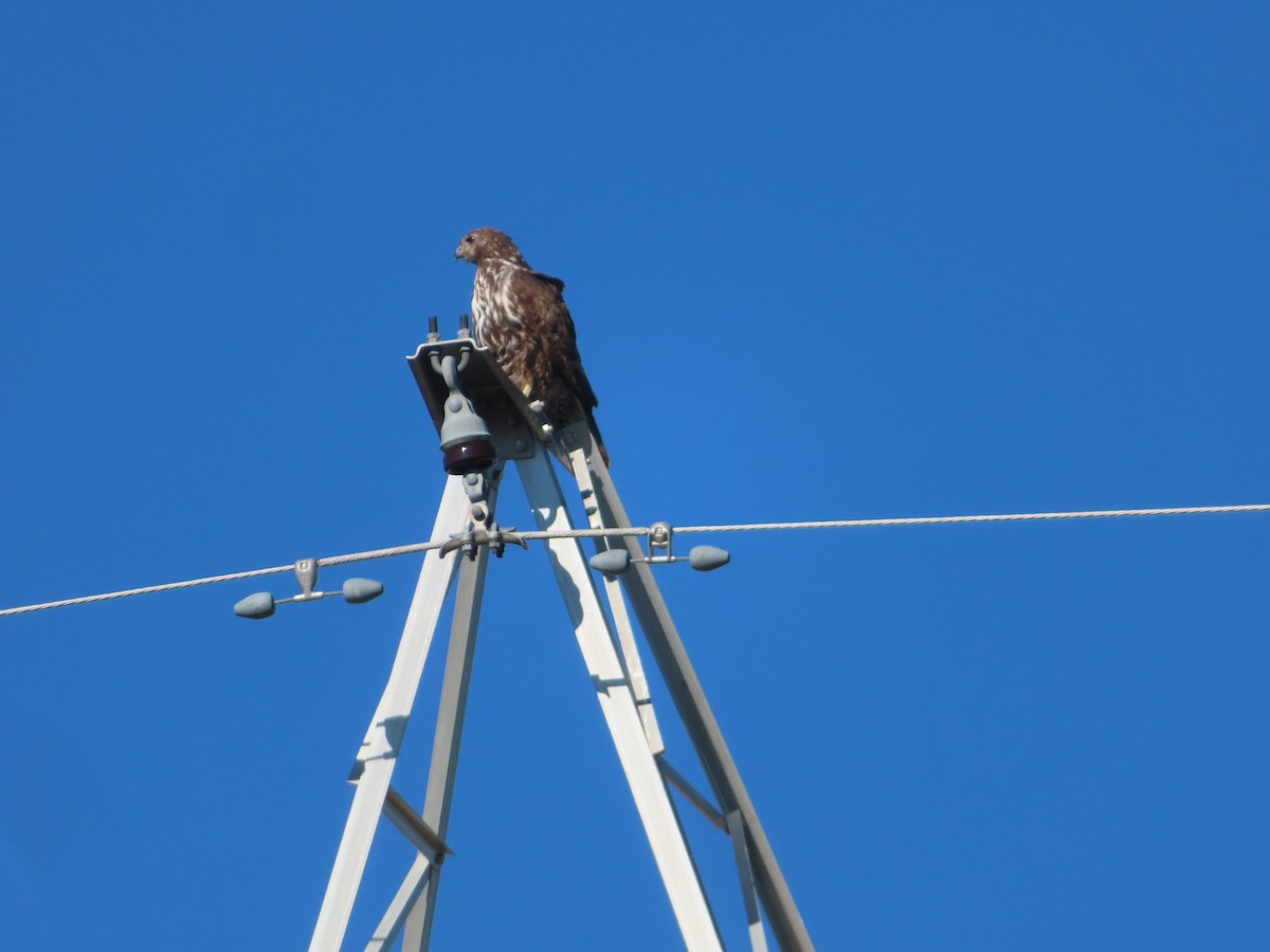 Red-tailed Hawk (Harlan's) - ML342292541