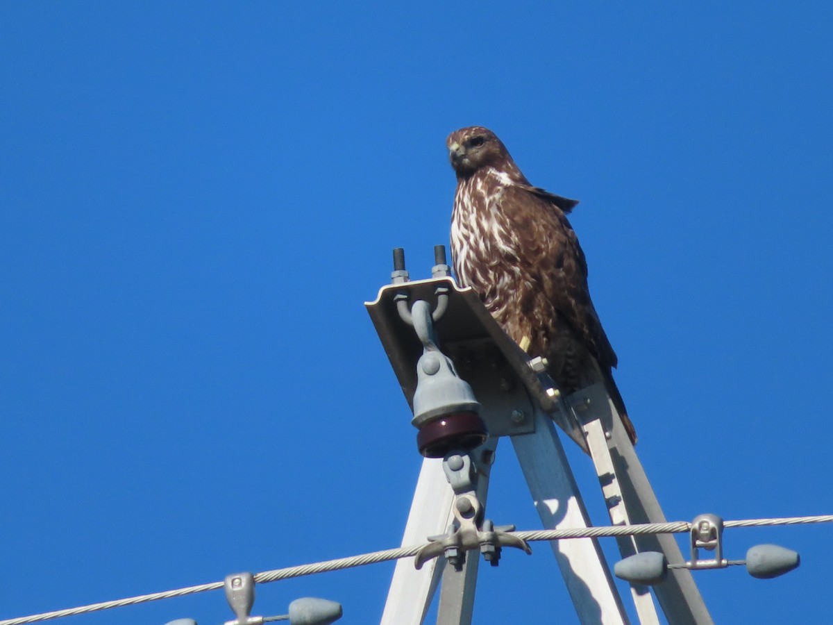 Red-tailed Hawk (Harlan's) - ML342292621