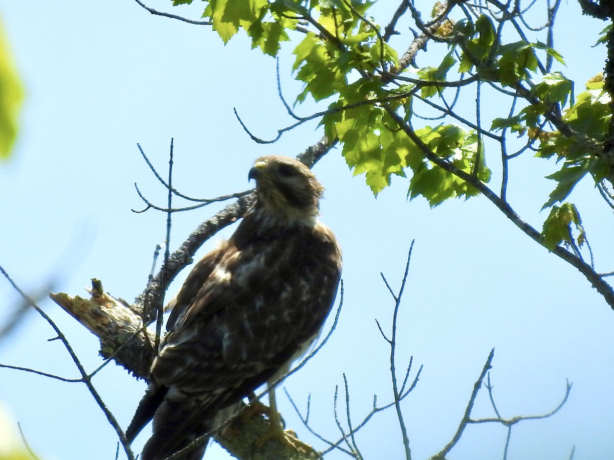 Red-shouldered Hawk - Laurie  Keefe