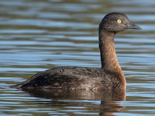  - New Zealand Grebe