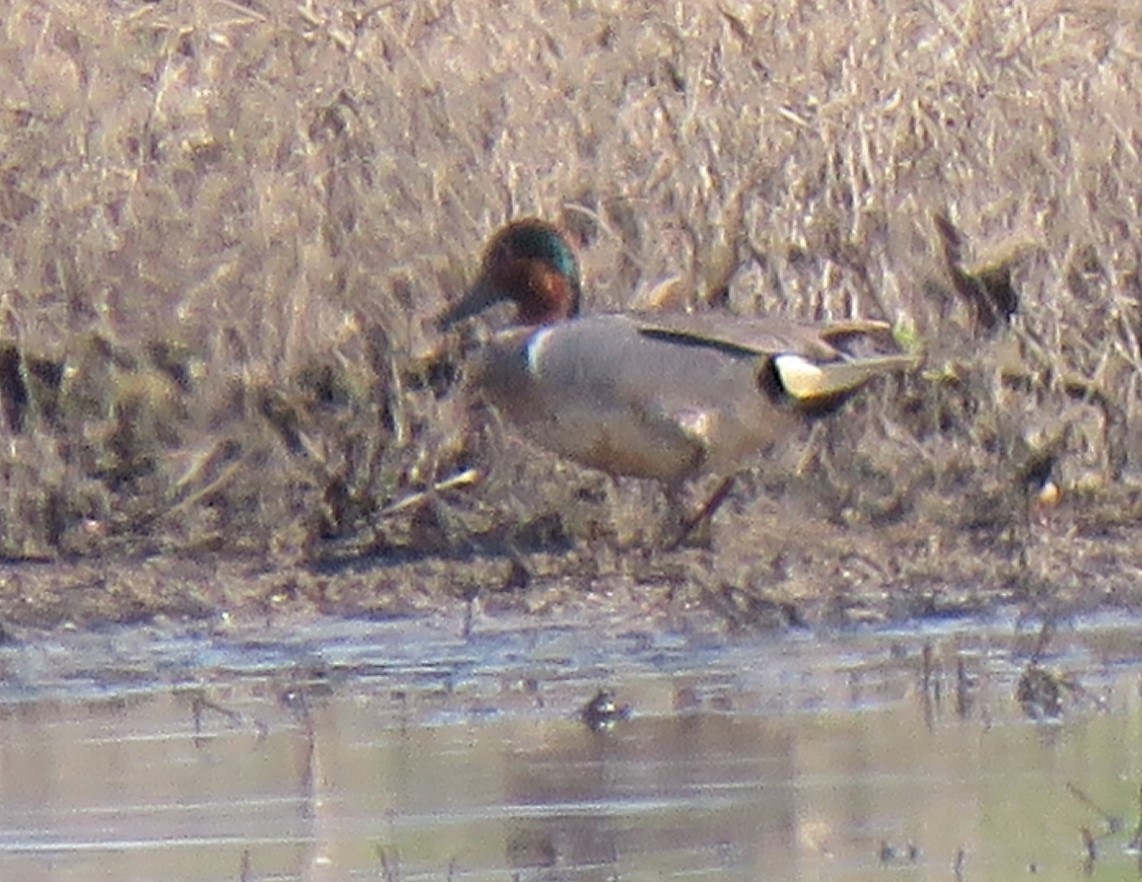 Green-winged Teal - ML342296191