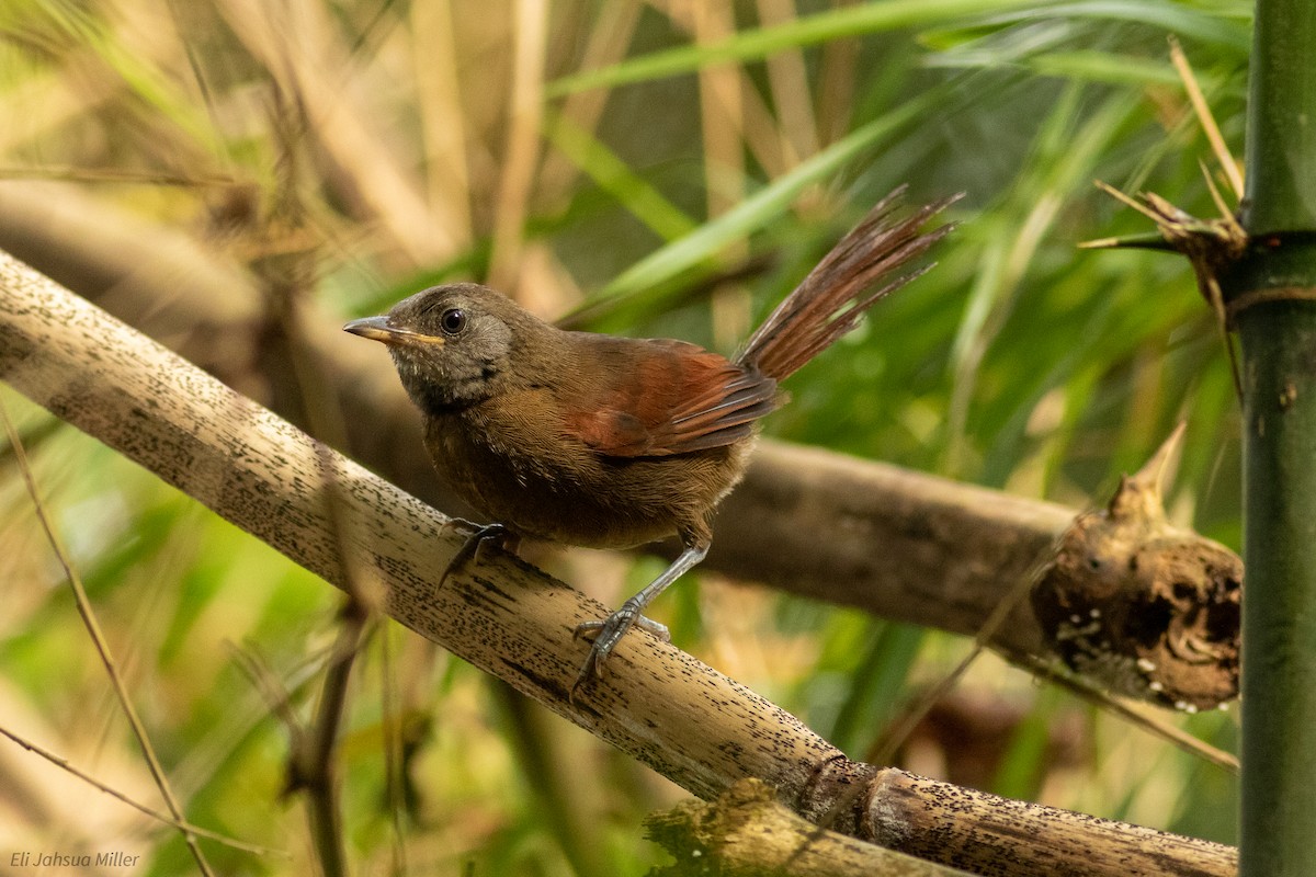Rufous-breasted Spinetail - ML342299521