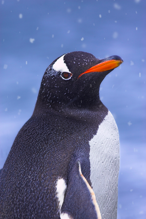 Gentoo Penguin - ML34230121