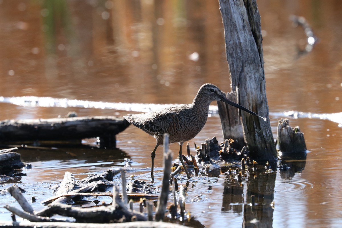 Long-billed Dowitcher - ML342303201