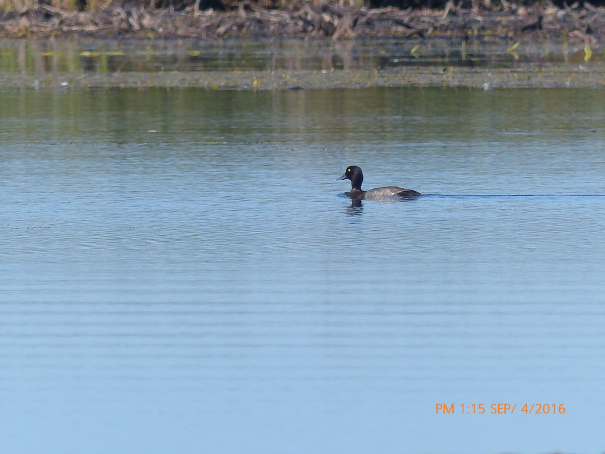 Greater Scaup - ML34230791