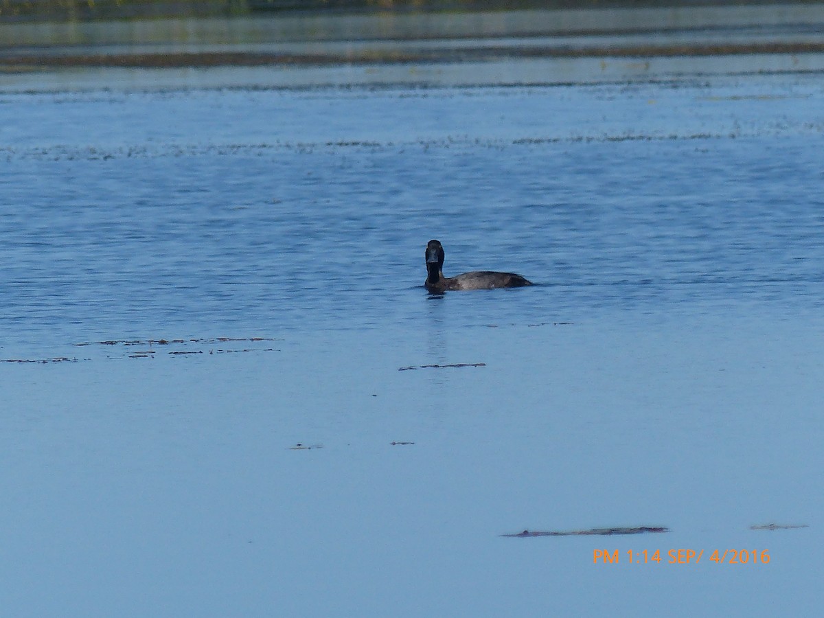 Greater Scaup - ML34230971