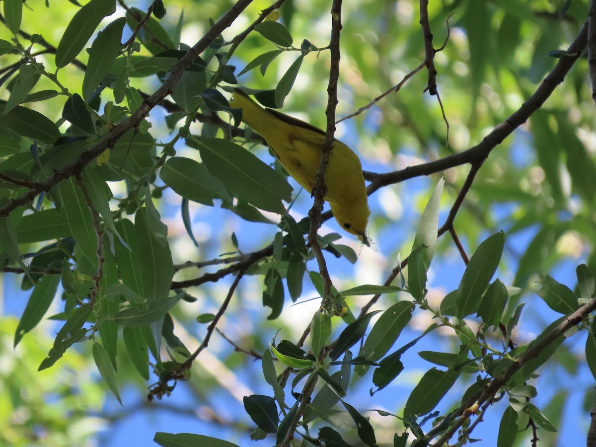 Yellow Warbler - ML342309711
