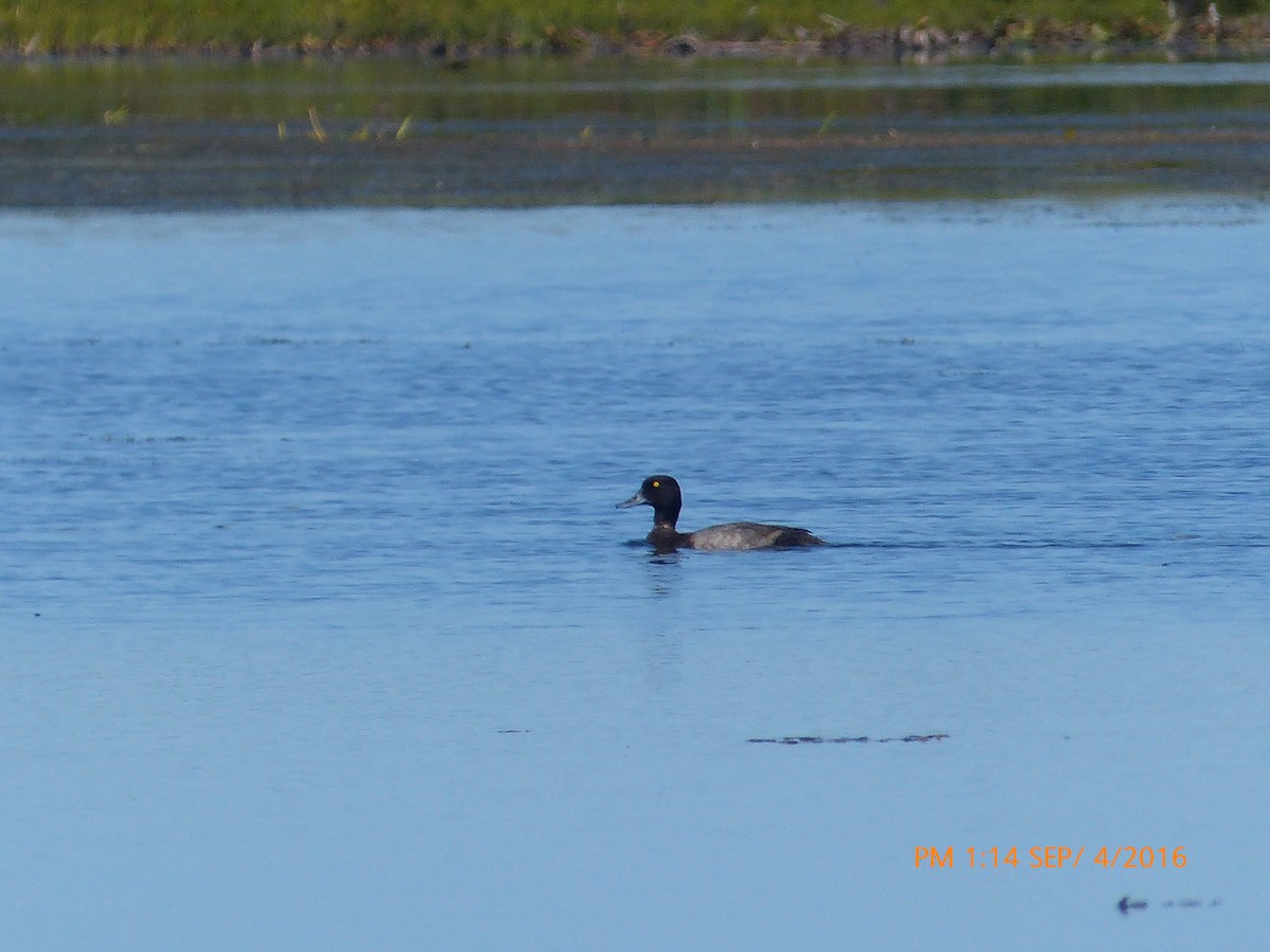 Greater Scaup - ML34231101