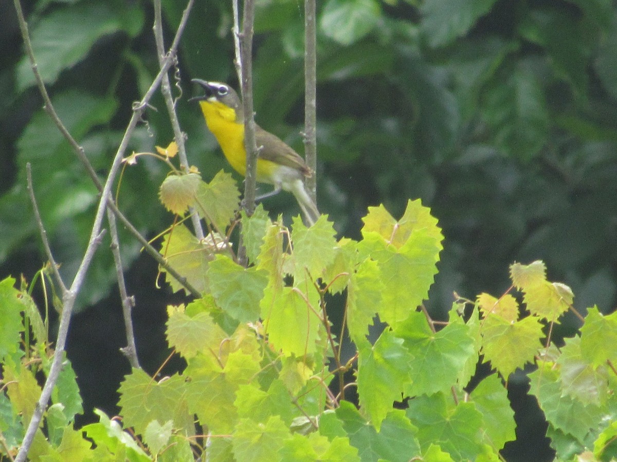 Yellow-breasted Chat - Caleb Bronsink