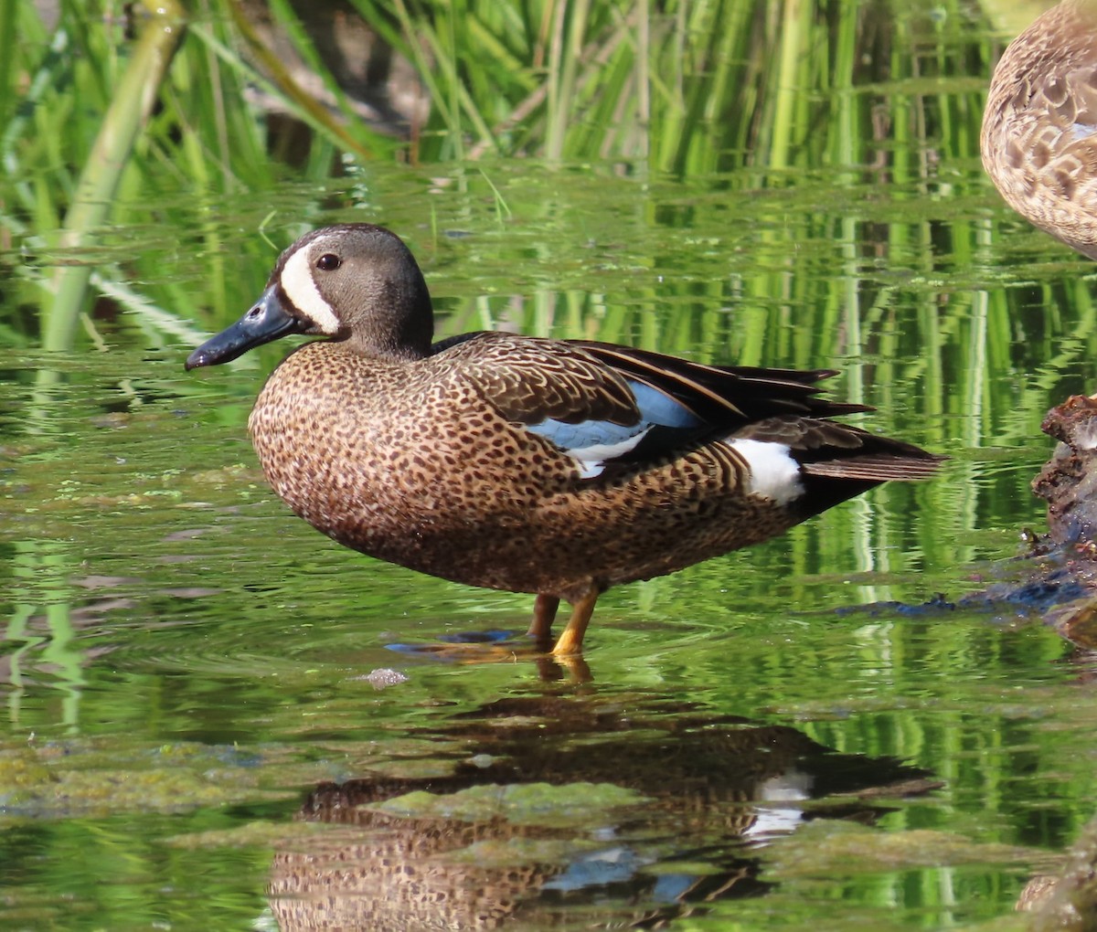 Blue-winged Teal - ML342311471
