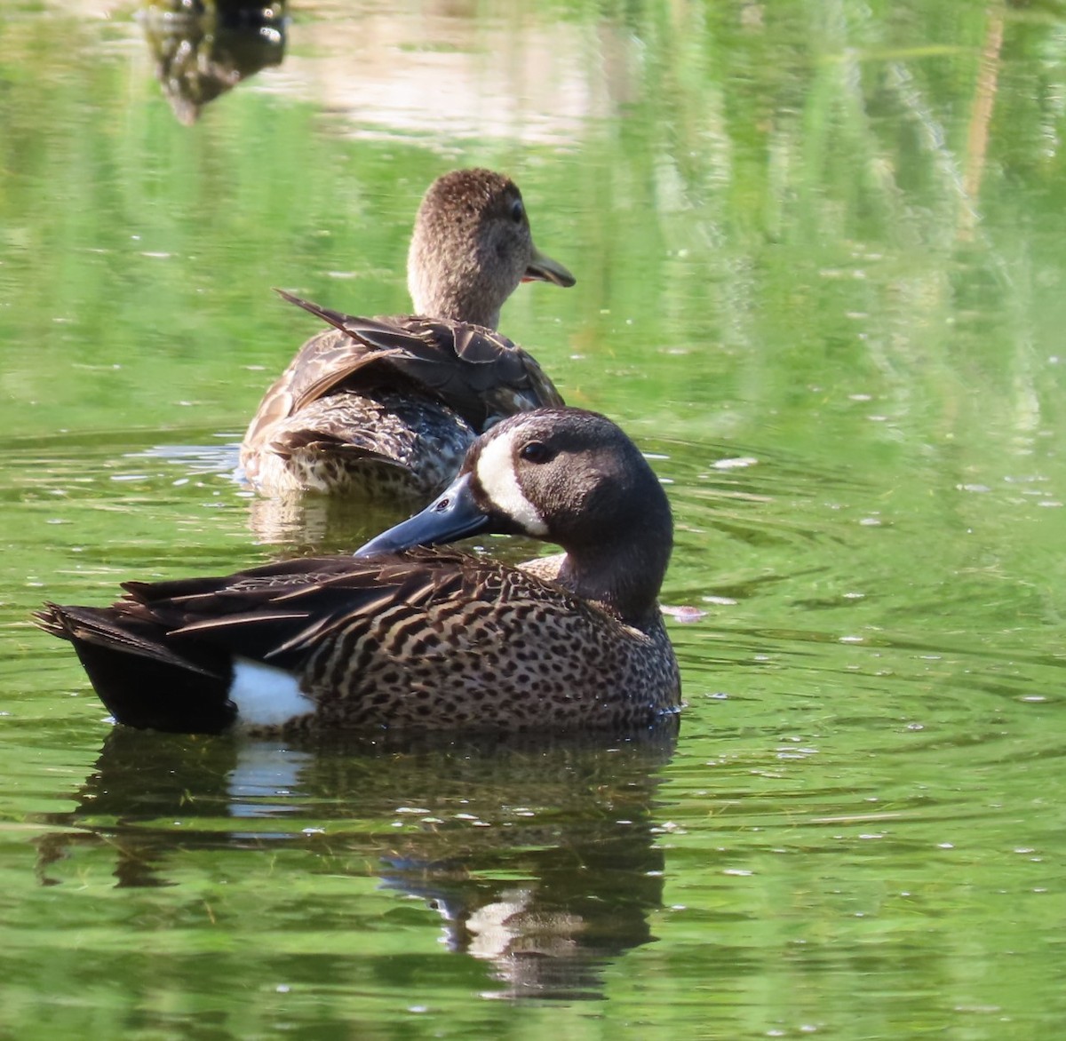 Blue-winged Teal - ML342311601
