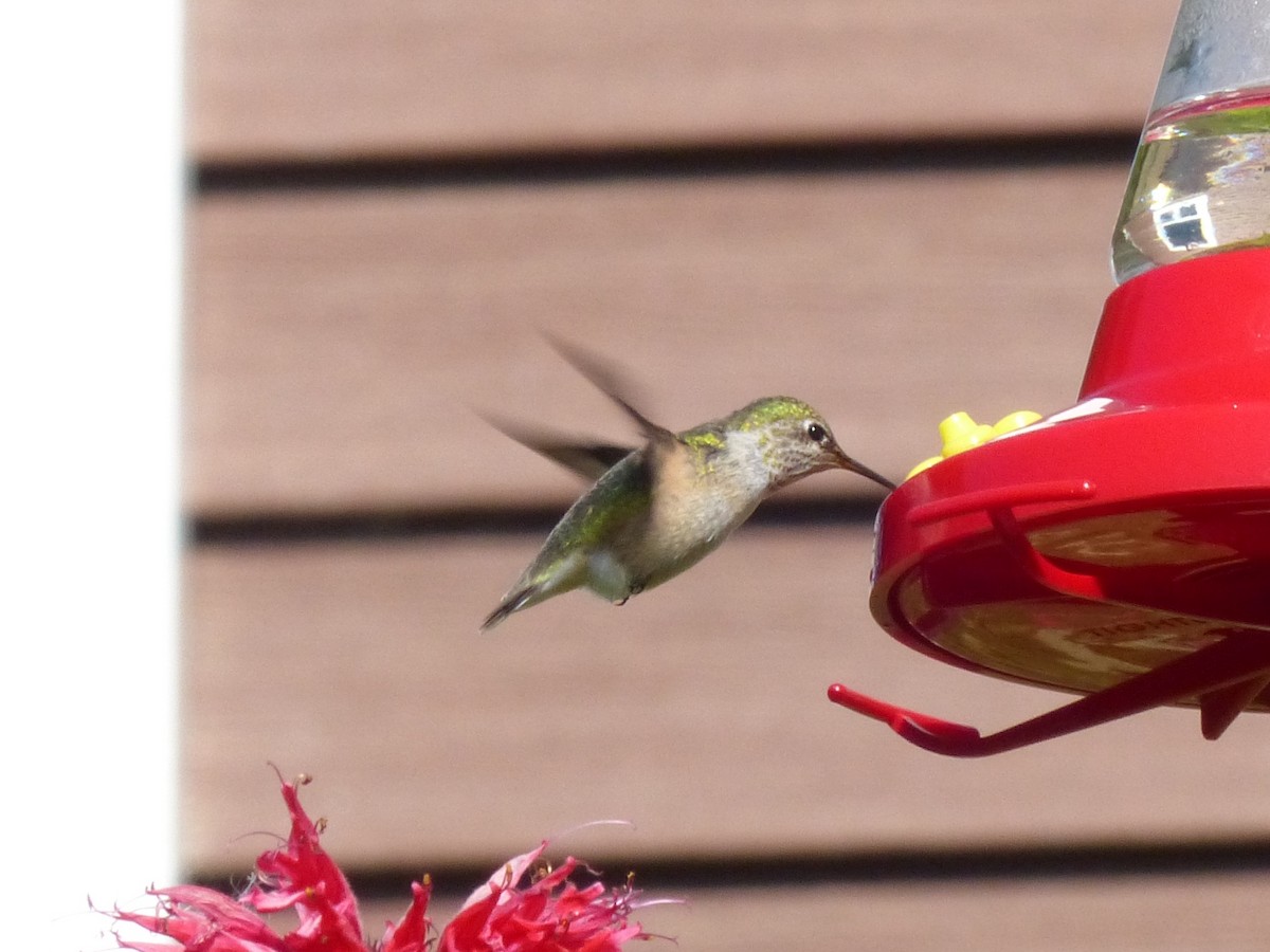 Calliope Hummingbird - Patty Rose