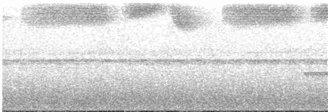 Пестрохвостый колибри - ML342329871