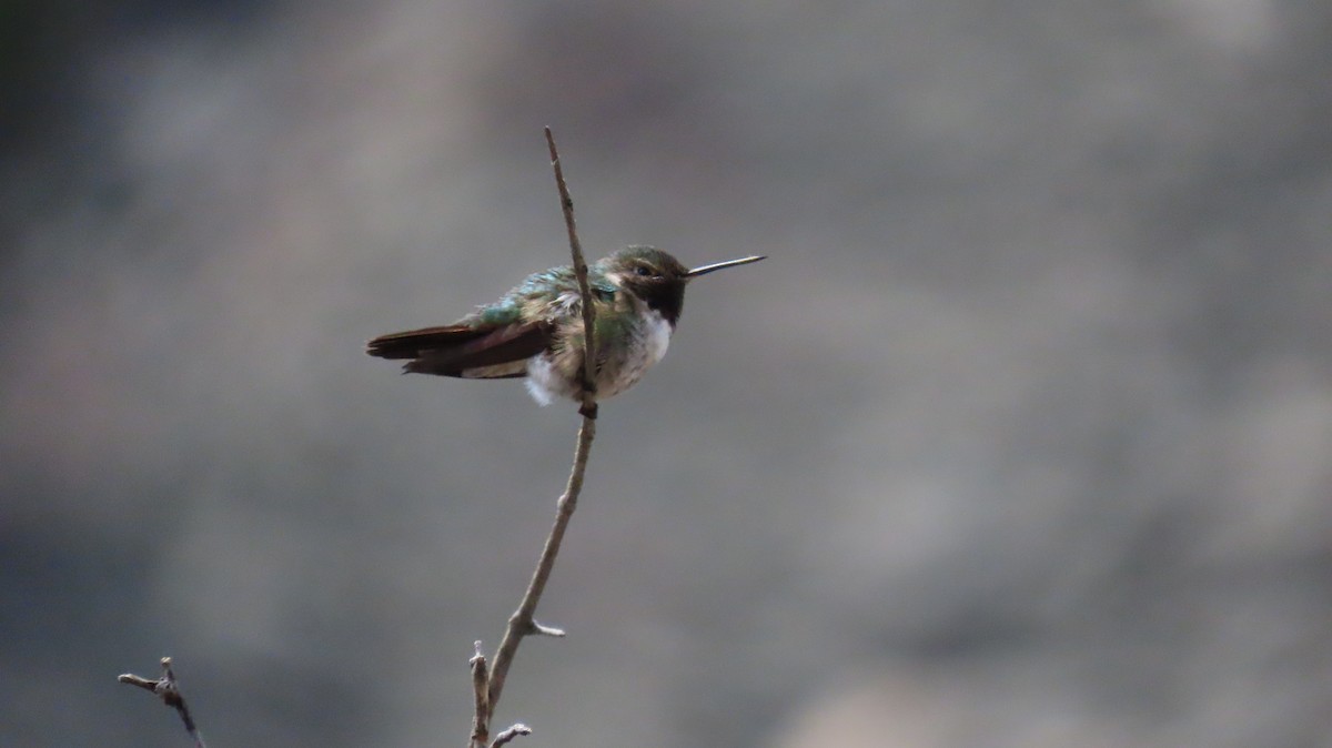 Broad-tailed Hummingbird - Greg Osland