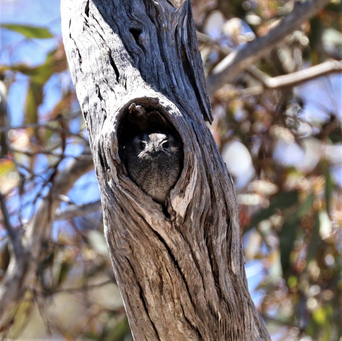 Australian Owlet-nightjar - ML342334391