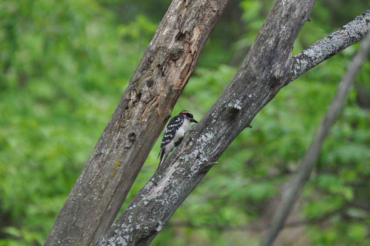 Hairy Woodpecker - ML342335321