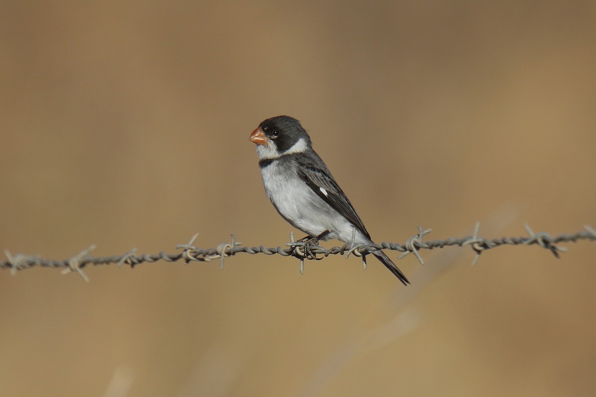 White-throated Seedeater - ML34234861