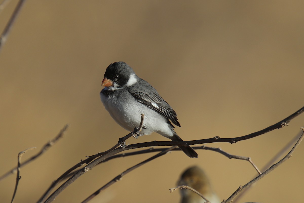 White-throated Seedeater - ML34234951