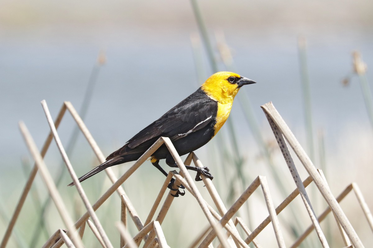 Yellow-headed Blackbird - ML342352191
